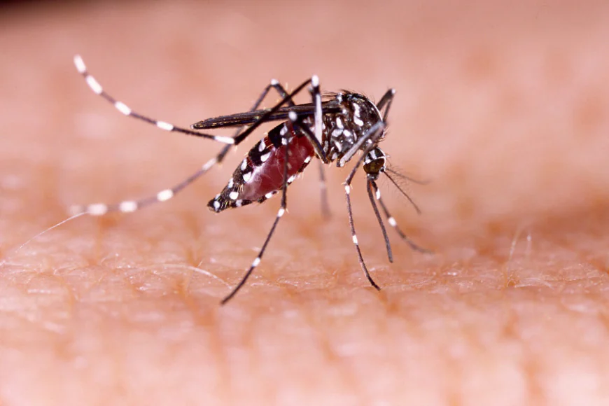 Eight Hospitalized for Dengue in Past 24 Hours