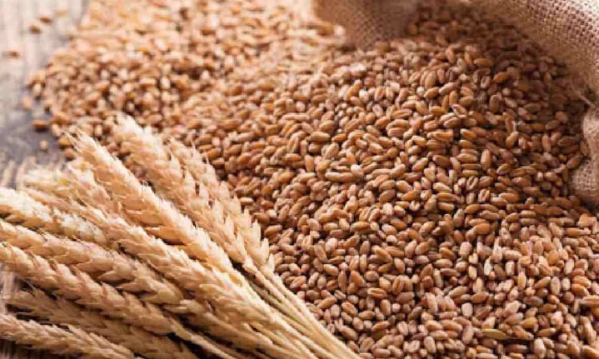 Govt to procure 50,000 MT wheat