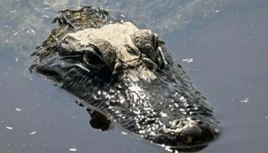 Migrants in U.S. Face Florida’s Notorious ‘Alligator Alcatraz’ Detention Facility