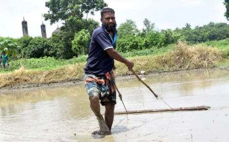 Rainfall Keeps Aman Farmers Busy with Seedbed Preparation
