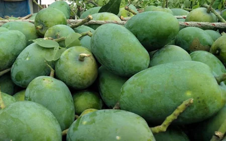Fazly Mango Business Booms in Rajshahi