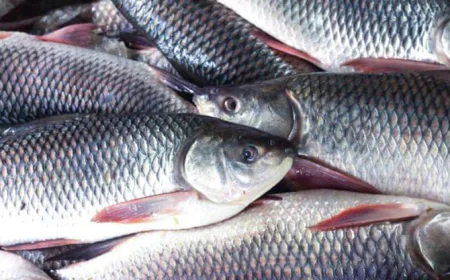 National Fisheries Week 2025 Kicks Off Tomorrow in Khulna