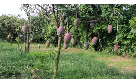 Exotic Mango Varieties Gain Ground Among Rajshahi Farmers