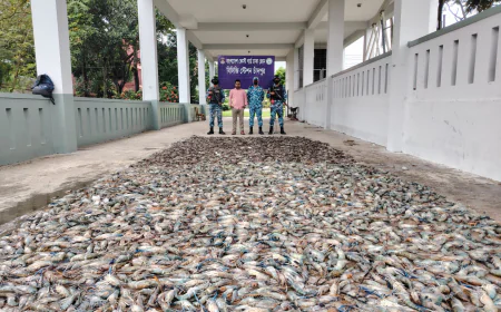 1,800 kg of Gel-Injected Shrimp Seized in Chandpur