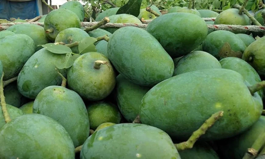 Fazly Mango Business Booms in Rajshahi
