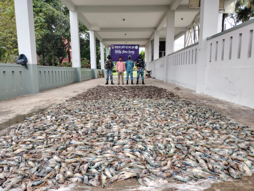 1,800 kg of Gel-Injected Shrimp Seized in Chandpur