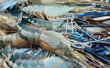 Bagerhat Emerges as Top Lobster Producer in Country
