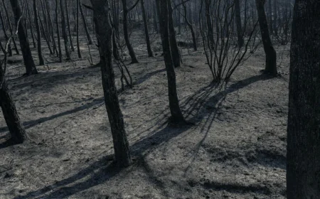 Massive Fire in France Contained by Firefighters