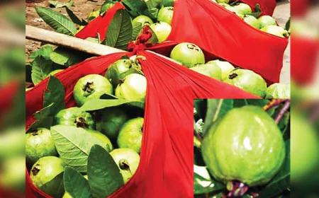 ‘Kanchan Guava’ Hits Markets, Seasonal Sales Reach Tk 6 Crore