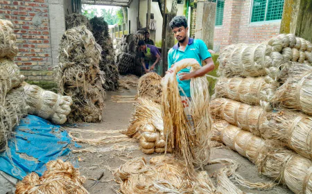 Bumper Jute Output Brings Joy to Lalmonirhat Farmers