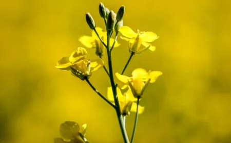 Canada Expresses Disappointment Over New Chinese Canola Tariffs