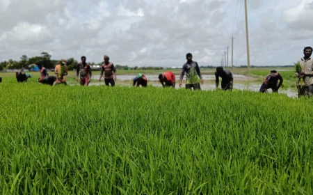 Aman Paddy Cultivation in Full Swing in Kuakata