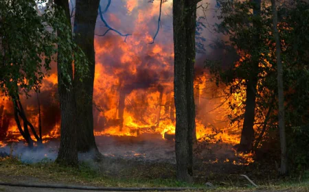Wildfires Burn Additional 30,000 Hectares Across Spain