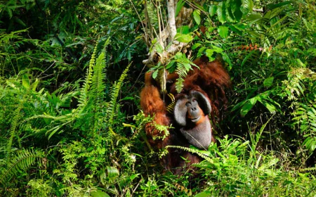 US RV Boom Linked to Massive Deforestation in Borneo, Say NGOs