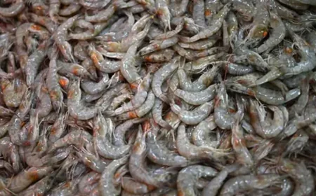 Walmart Shrimp Recalled After Radioactive Substance Detected, Says FDA