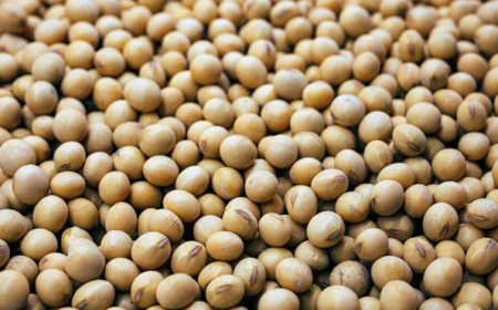 Brazil court reinstates soy moratorium to protect Amazon