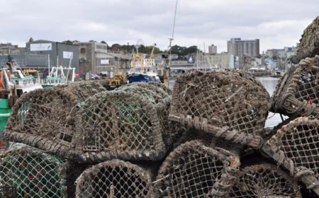 Perfect storm as UK fishermen reel from octopus invasion