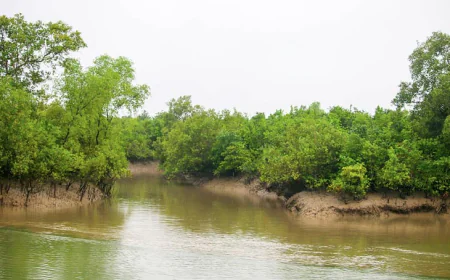 Sundarbans to Reopen Sept 1 After 3-Month Closure