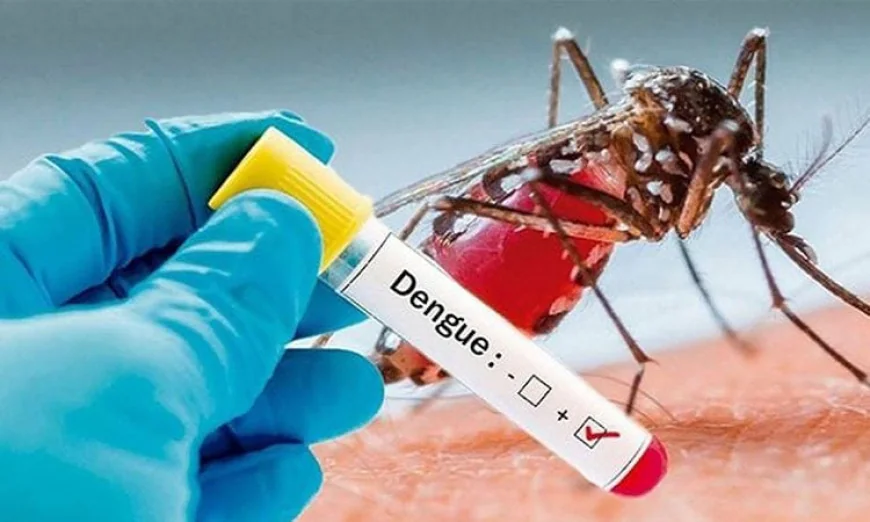 Dengue Claims 3 Lives, 325 Admitted to Hospitals in 24 Hours