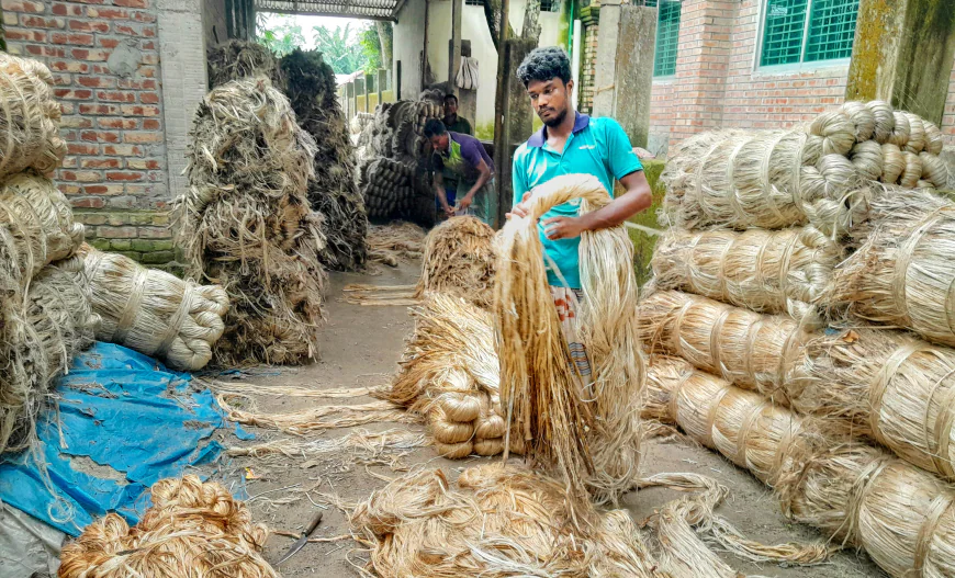 Bumper Jute Output Brings Joy to Lalmonirhat Farmers