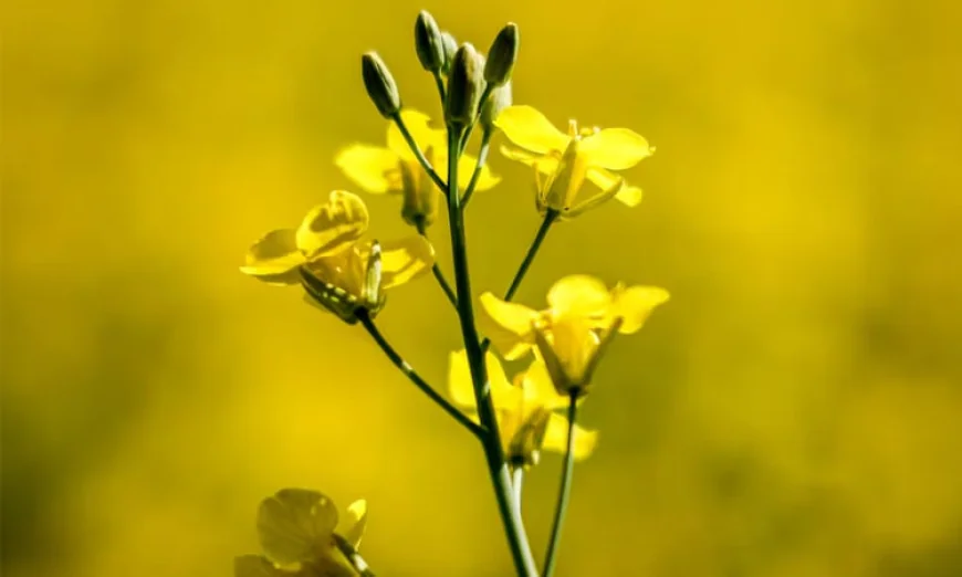 Canada Expresses Disappointment Over New Chinese Canola Tariffs