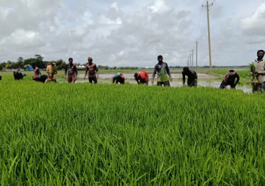 Aman Paddy Cultivation in Full Swing in Kuakata