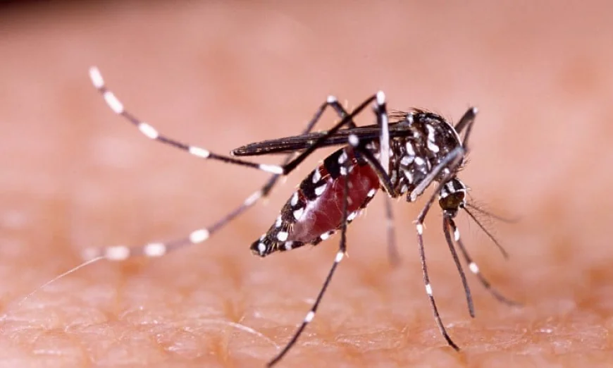 173 New Dengue Cases Reported Overnight, Say Health Officials