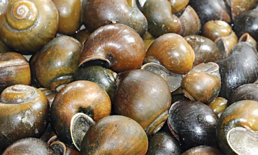 River Bounty: How Ethnic Minority Communities Sustain Their Way of Life