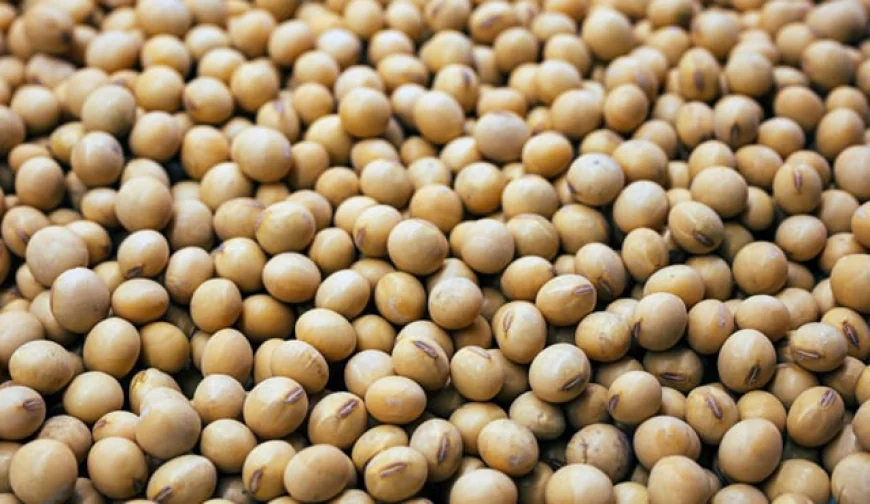 Brazil court reinstates soy moratorium to protect Amazon