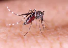 Dengue claims 3 lives, 556 new cases recorded overnight