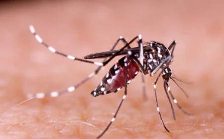 Dengue Surge: 5 Deaths, 622 New Cases Reported Overnight
