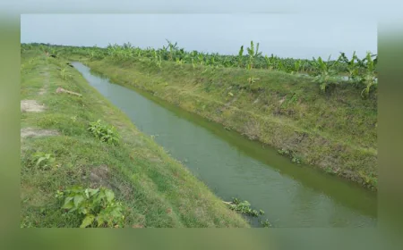 Sarmangla canal becomes vital lifeline for irrigation in Barind