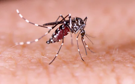Dengue claims 3 lives, 556 new cases recorded overnight