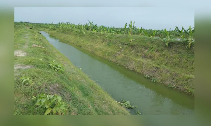 Sarmangla canal becomes vital lifeline for irrigation in Barind