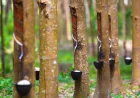 10,000 Rubber Trees Start Yielding Sap in Boalkhali’s Amuchia Plantation