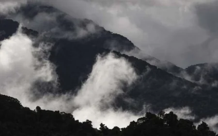Study finds Australian rainforests no longer act as carbon sinks
