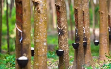 10,000 Rubber Trees Start Yielding Sap in Boalkhali’s Amuchia Plantation