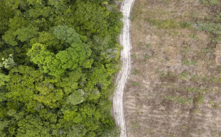Brazil Reports Decline in Deforestation Ahead of UN Climate Talks