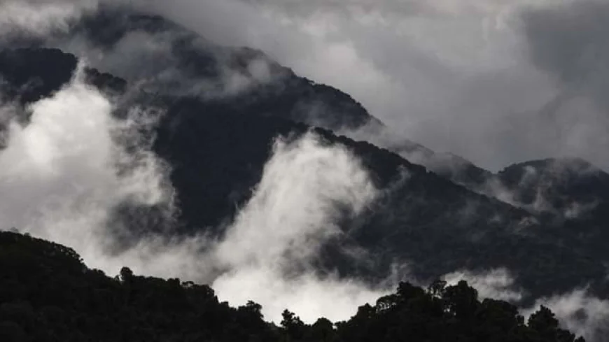 Study finds Australian rainforests no longer act as carbon sinks