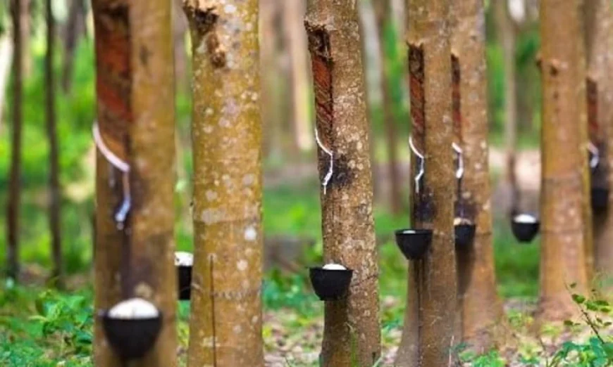 10,000 Rubber Trees Start Yielding Sap in Boalkhali’s Amuchia Plantation