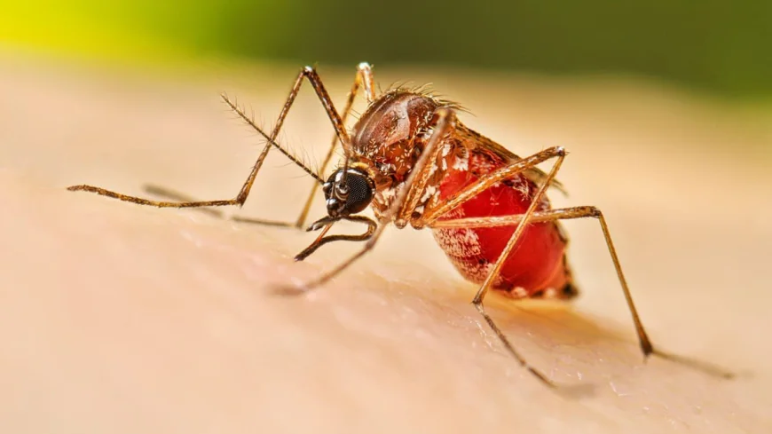 One Death, 950 New Dengue Cases Reported by Health Officials