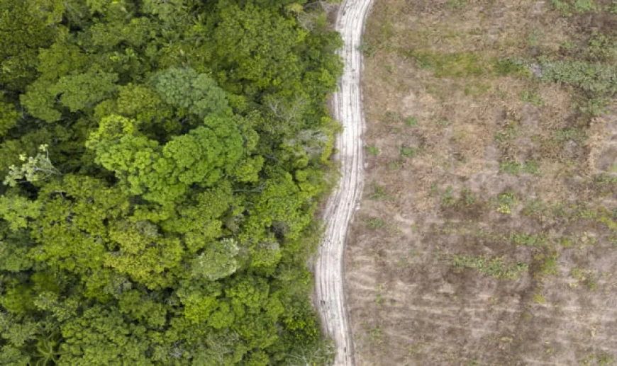 Brazil Reports Decline in Deforestation Ahead of UN Climate Talks