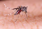 Six Dengue Patients Die, 1,195 Fresh Cases Detected Overnight