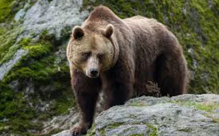 Greenpeace Files Complaint with EU Against Slovak Bear Culls