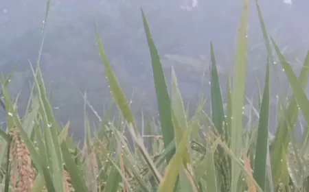 Panchagarh Witnesses Early Winter as Temperature Drops Sharply