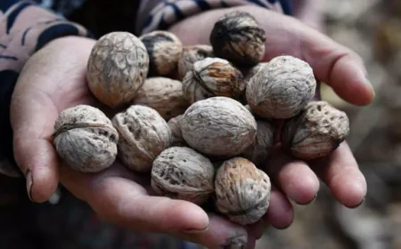 World’s Largest Natural Walnut Forest Shrinks in Kyrgyzstan