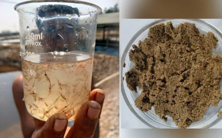 New prospects in fisheries: CU introduces integrated Artemia–salt cultivation