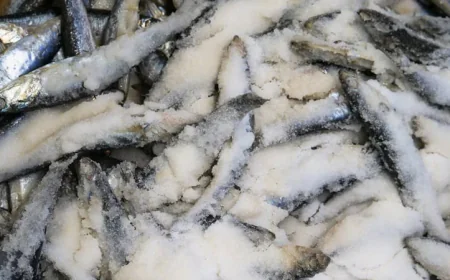 BB clarifies gross-weight rules for frozen fish export subsidies