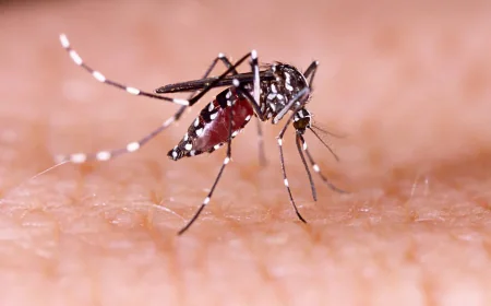 Dengue claims two lives as 705 new cases emerge overnight