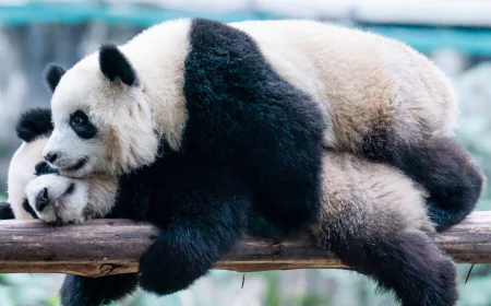 China to Send New Giant Pandas to France